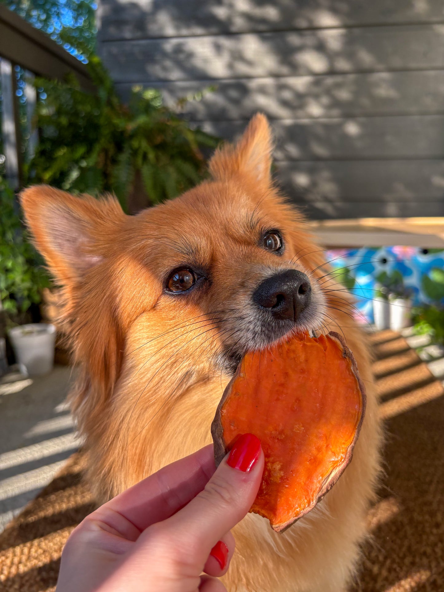 Sweet Potato