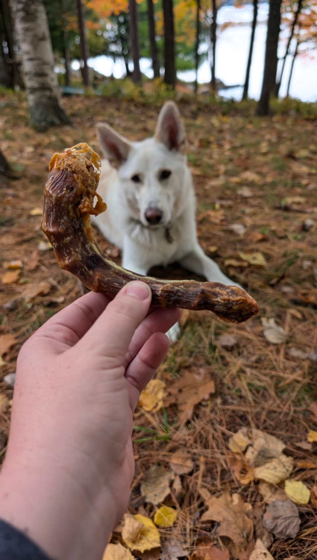 Turkey Necks