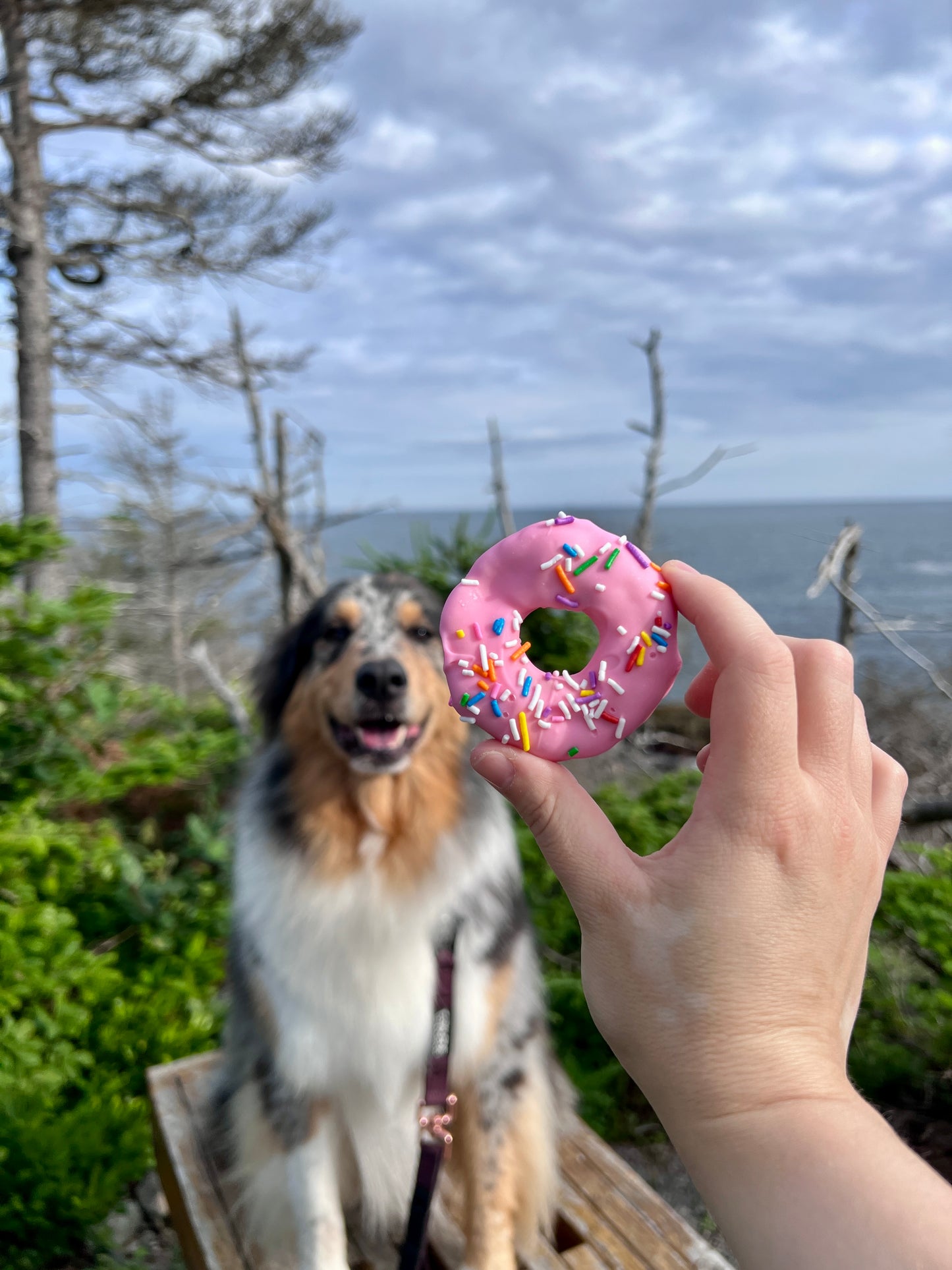 Bakeshop Classic Doughnuts