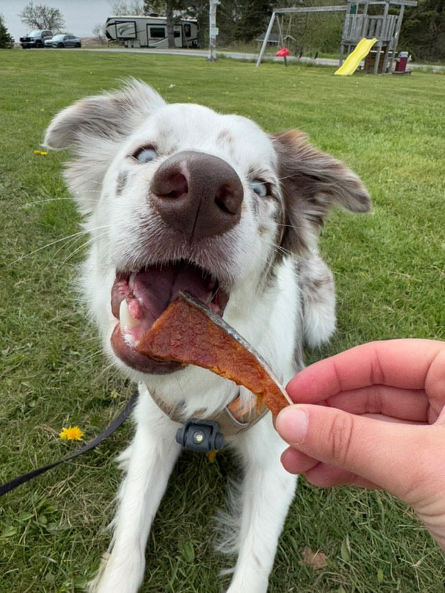 Salmon Jerky
