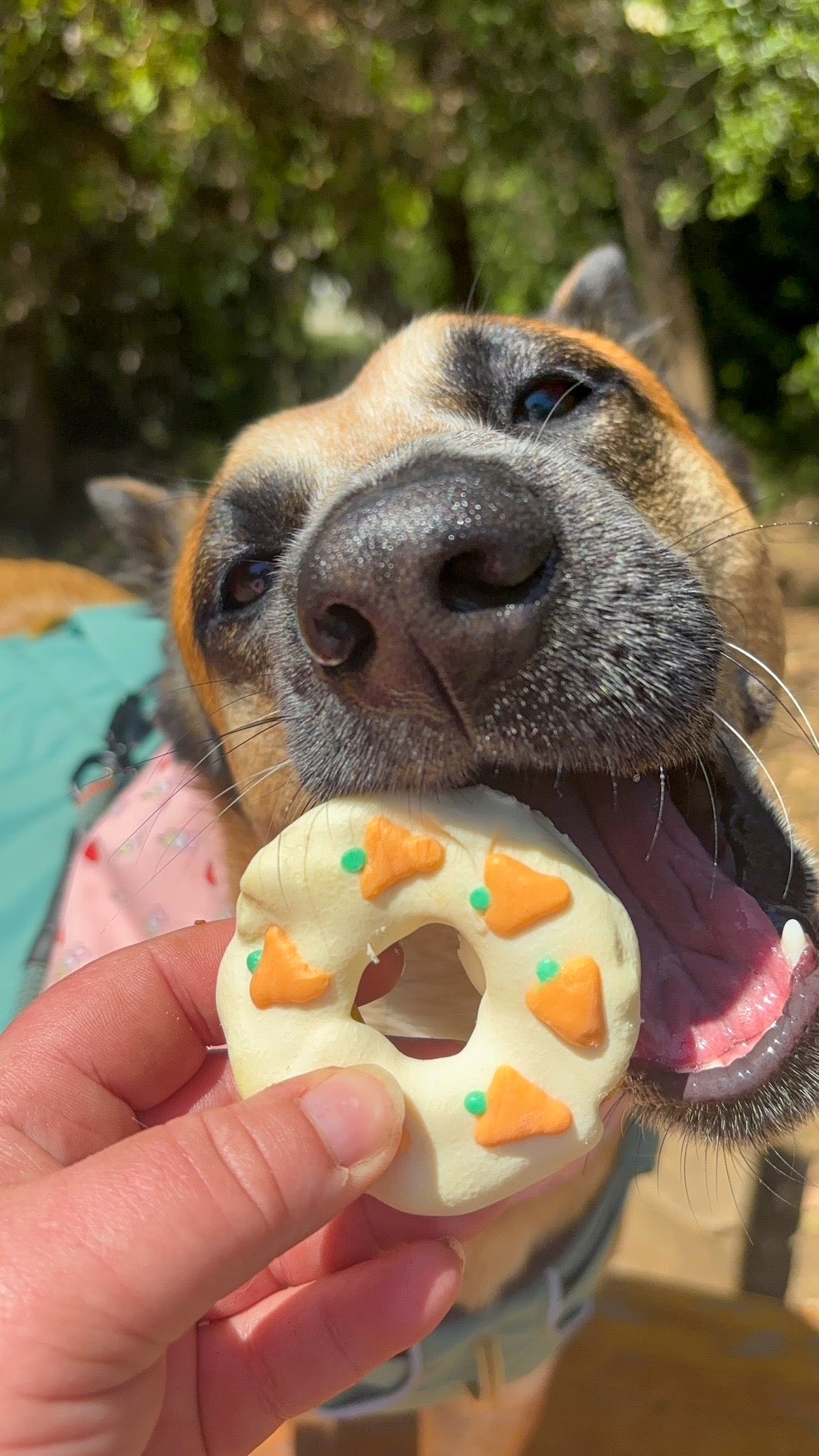 Carrot Cake Doughnut